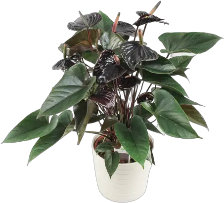  Black Beauty Anthurium Andreanum Black Love Png Plant Transparent