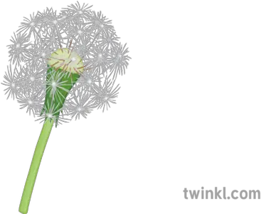  Dandelion Illustration Twinkl Pond Pine Png Dandelion Png