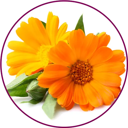  Femisan A Calendula Soap Png Marigold Png