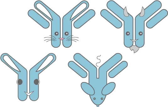  Custom Antibody Development Services Ru0026d Systems Antibodies Language Png Dev Icon