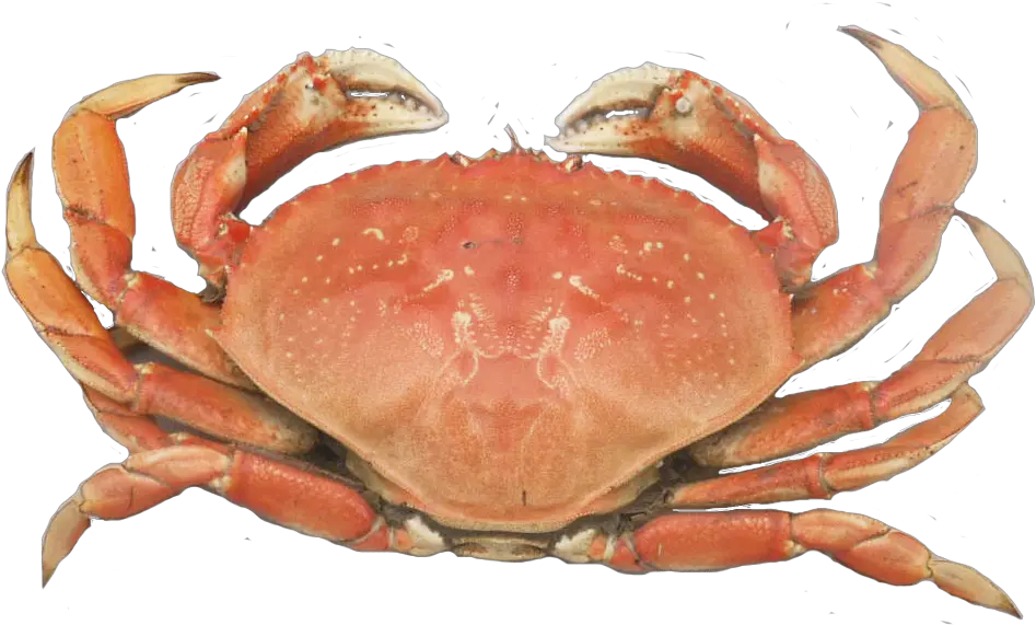  Dungeness Crab Png Picture 548707 Dung 2126528 Png Dungeness Crab Png Crab Png