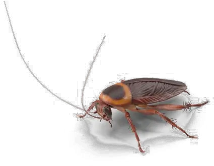  Roach Png Transparent Image Oggy And The Cockroaches Roach Png