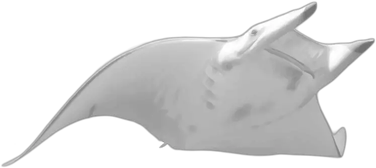  Manta Ray Png Transparent Manta Ray Png Ray Png