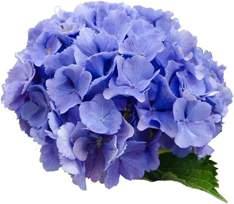  Flower Hydrangea Blue Transparent Background Hydrangea Flower Png Hydrangea Png