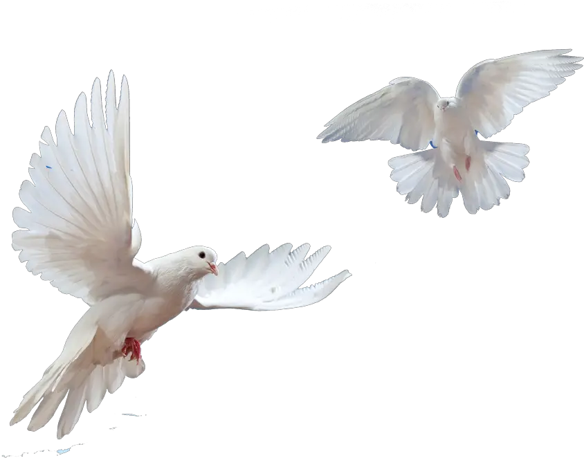  Dove Png Images Transparent Doves Flying Transparent Background Dove Transparent