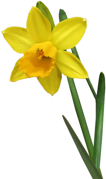  Daffodil Flower Stem Daffodil Stem Png Daffodil Png