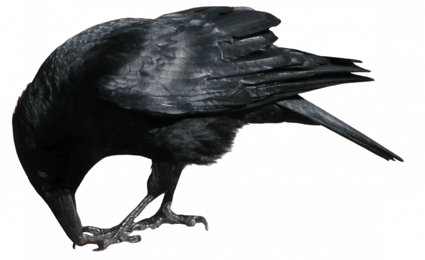  Crow Png Crow Stock Image Transparent Crow Transparent Background