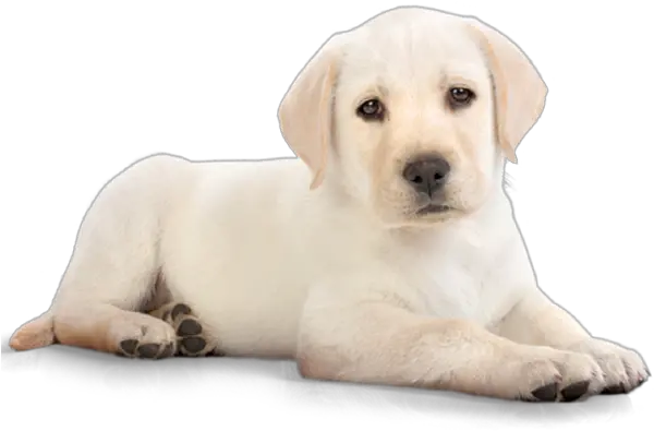  White Dog Png Image Dog Png Pet Png