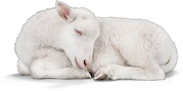  Sleeping Lamb Transparent Baby Lamb Png Lamb Png