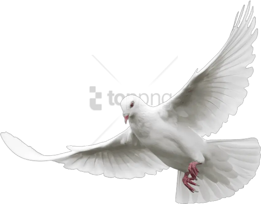  Free Png Download White Dove Images Transparent Background Dove Png Dove Png