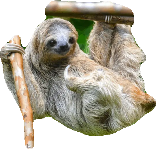  Sloth Sticker Gif Gfycat Sloth Animated Gif Transparent Png Sloth Transparent