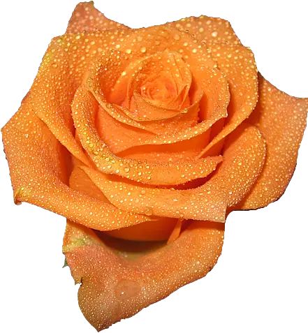  Transparent Orange Png Flowers