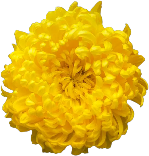  Transparent Chrysanthemum Yellow Orange Png Flowers Transparent Tumblr