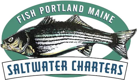  Striped Bass Fish Portland Maine Striped Bass Png Bass Fish Logo