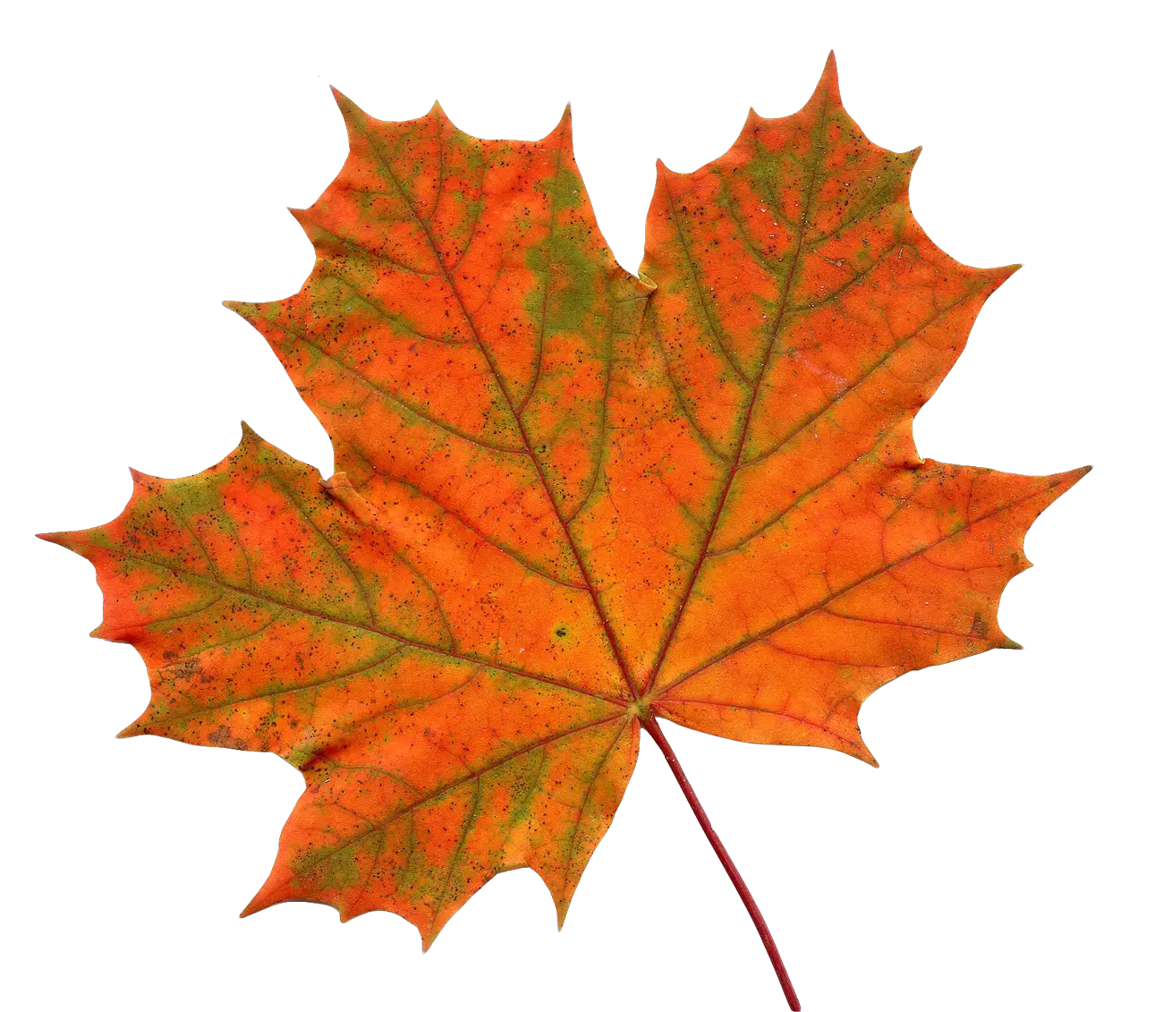  Maple Leaf Png Image Transparent Background Maple Leaf Clipart Canada Maple Leaf Png