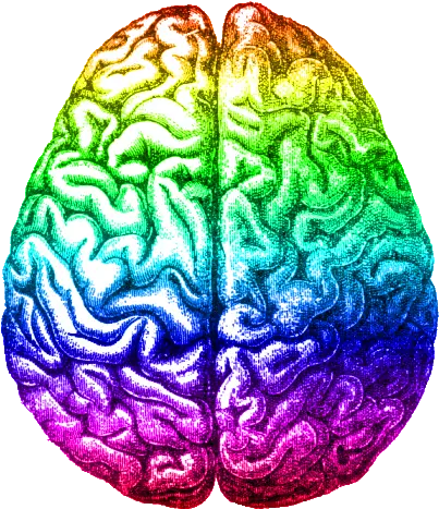  Rainbow Brain Aug 2014 Sexy Brains Png Brain Transparent Image