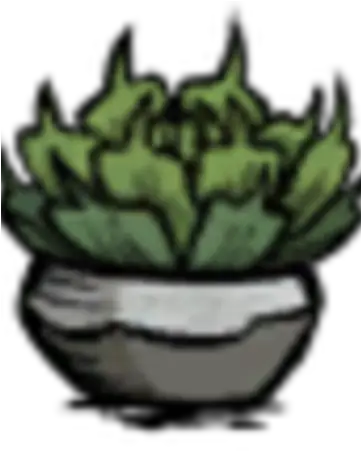  Succulent Plant Png