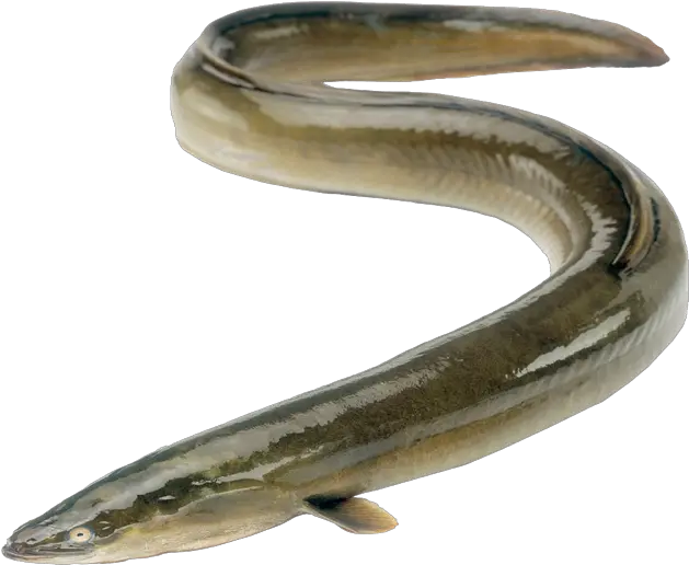  Transparent Eel Full Grown Jpg Free Freshwater Eel South Africa Png Eel Png