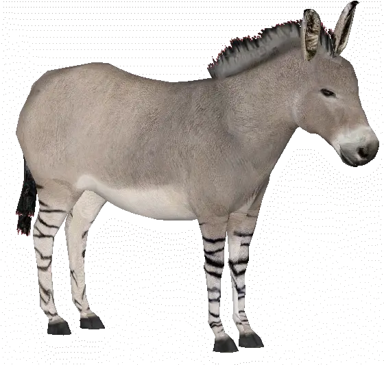  Somali Wild Ass Burro Png Ass Png