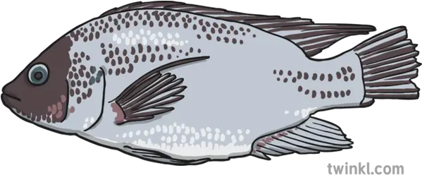  Fish Illustration Twinkl Sole Png Bass Fish Png