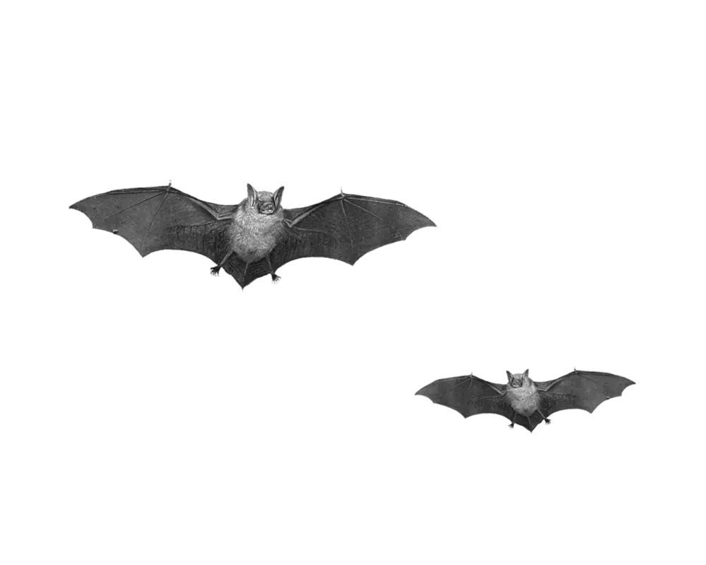  Hd Bats Png Transparent Image Real Bats Png Bats Png