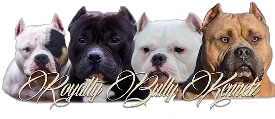  American Bully Kennel Collar Png American Bully Logo