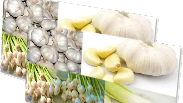  Treatment Of Diseases With Garlic Elephant Garlic Png Garlic Png