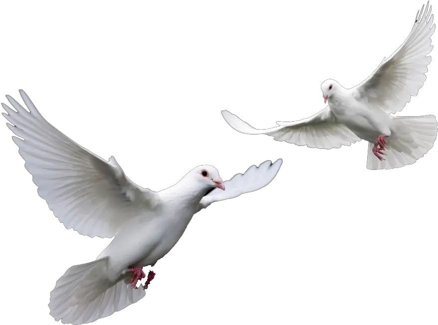  Doves Wedding Png Transparent Doves Png Dove Png