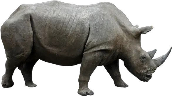  41 Rhino Png Image Collections Are Rhino Png Rhino Png