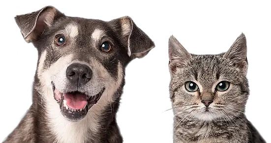  Kalamazoo Humane Society Dog And Cat Food Offer Png Cat Transparent