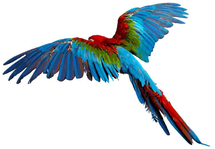  Flying Flying Colourful Birds Png Parrot Transparent