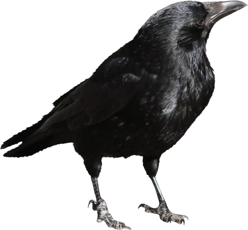  Download Crow Png File Crow Transparent Png Crow Png