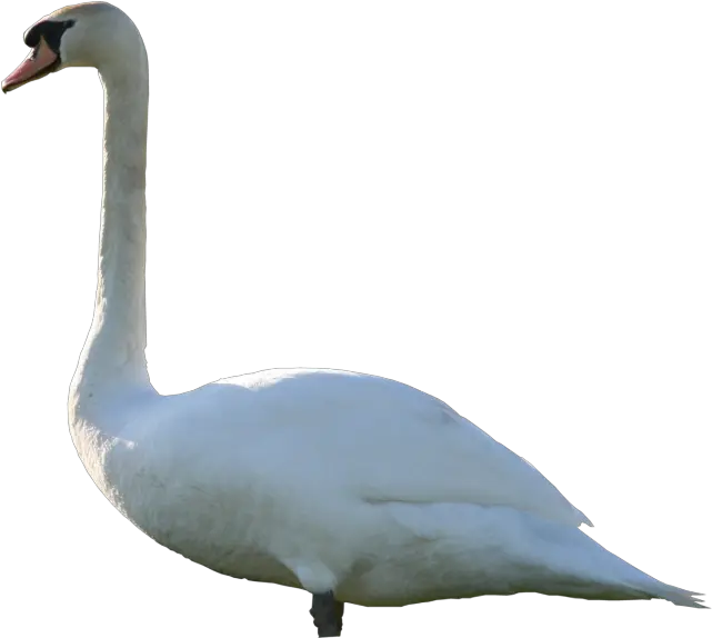  Swan Png Transparent Background Image Mute Swan Png Swan Png