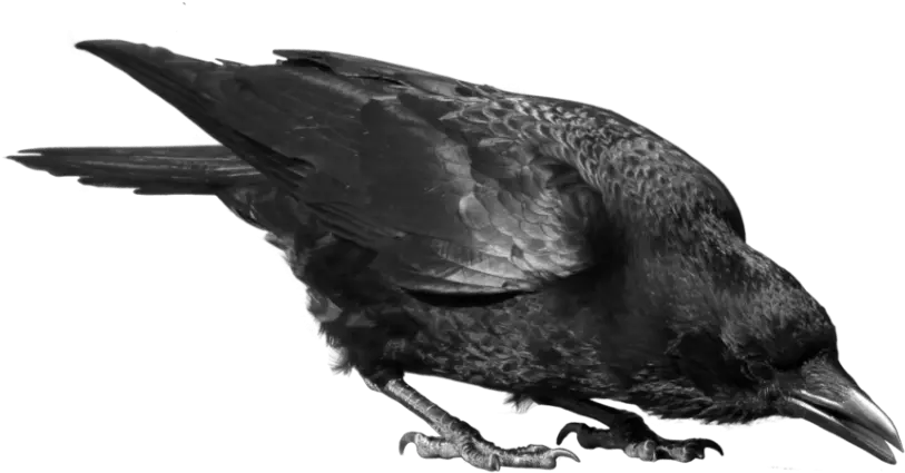  Black Crow Png Picture Raven Png Transparent Crow Transparent