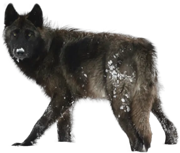  Wolf Clipart No Background Best Time Of Year To See Wolves Png Wolf Transparent