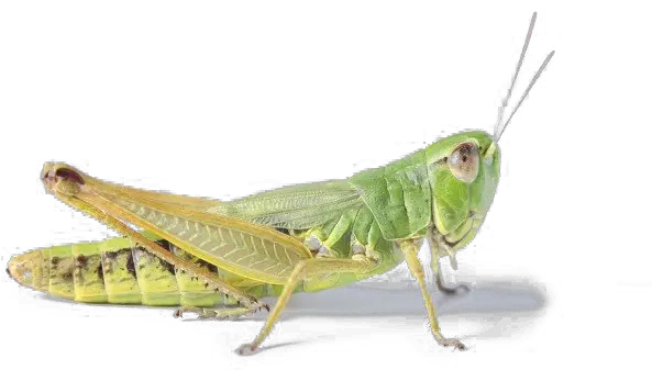  Realistic Grasshopper Png Transparent Cricket Grasshopper Grasshopper Png