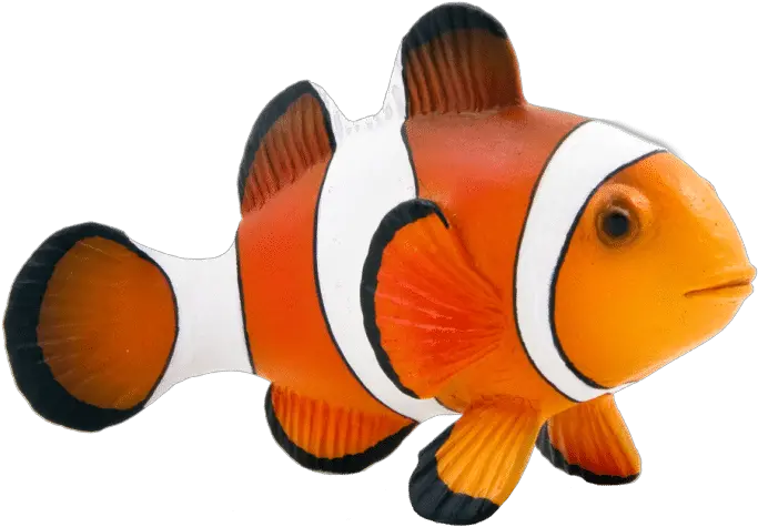  Maroon Clownfish Animal Mojo Fun 387090 Clown Fish Png Clown Fish Png Clown Transparent Background