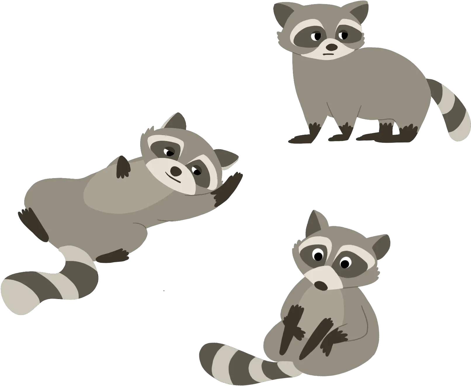  Fun Facts About Sfuu0027s Most Popular Animal The Raccoon Animal Figure Png Fun Fact Icon