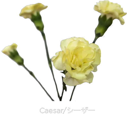  Mini Carn Caesar Yellow Carnations Flowers Png Carnation Png