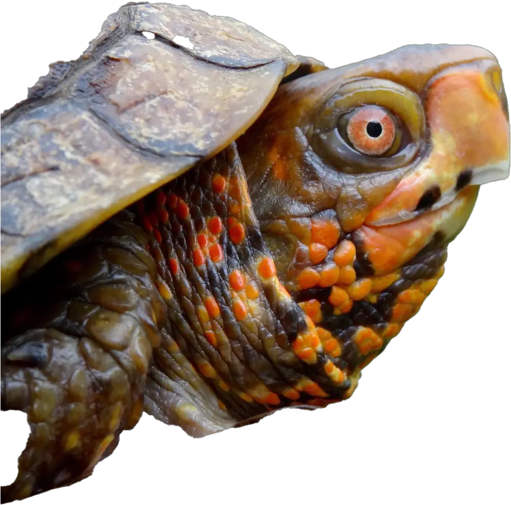  Turtle Png Pic Background Play Turtle Poking Head Out Turtle Png