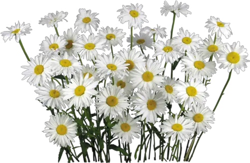  Camomile Png Free Download Chamomile Png Daisy Png