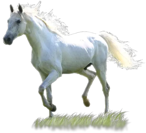  Download White Horse Png Images White Horse Png White Horse Png