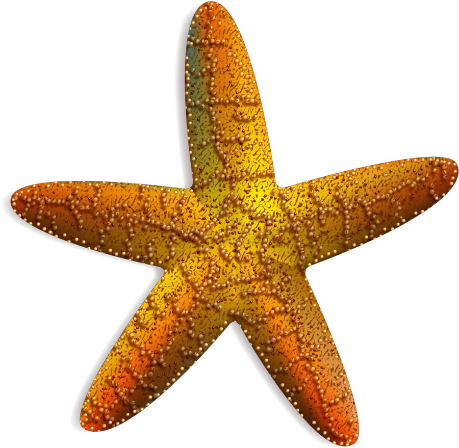  Estrella De Mar Vector Png Estrella De Mar Png Full Size Estrella De Mar Png Transparente Estrella Png