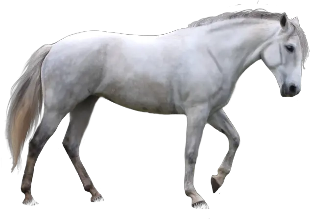  White Horse Png 1 White Horse With No Background White Horse Png