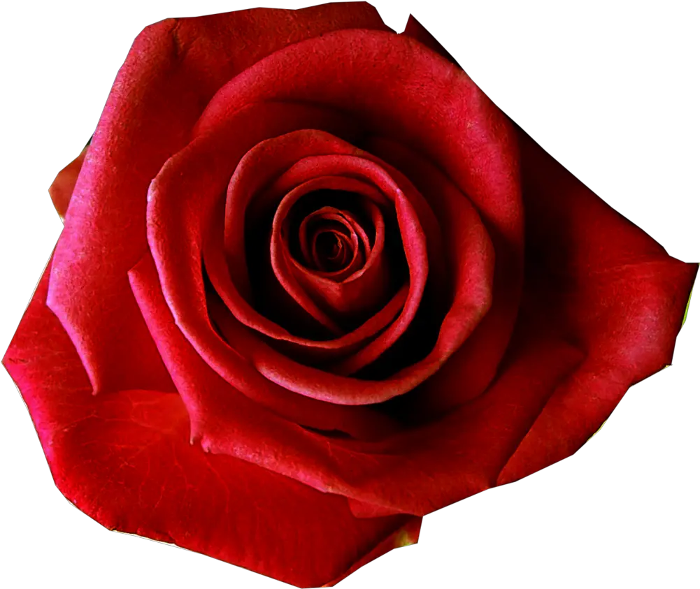  Red Rose Transmission Infinity Of The 7 Day Hd Red Rose Flower Transparent Background Png Welcome Transparent Background