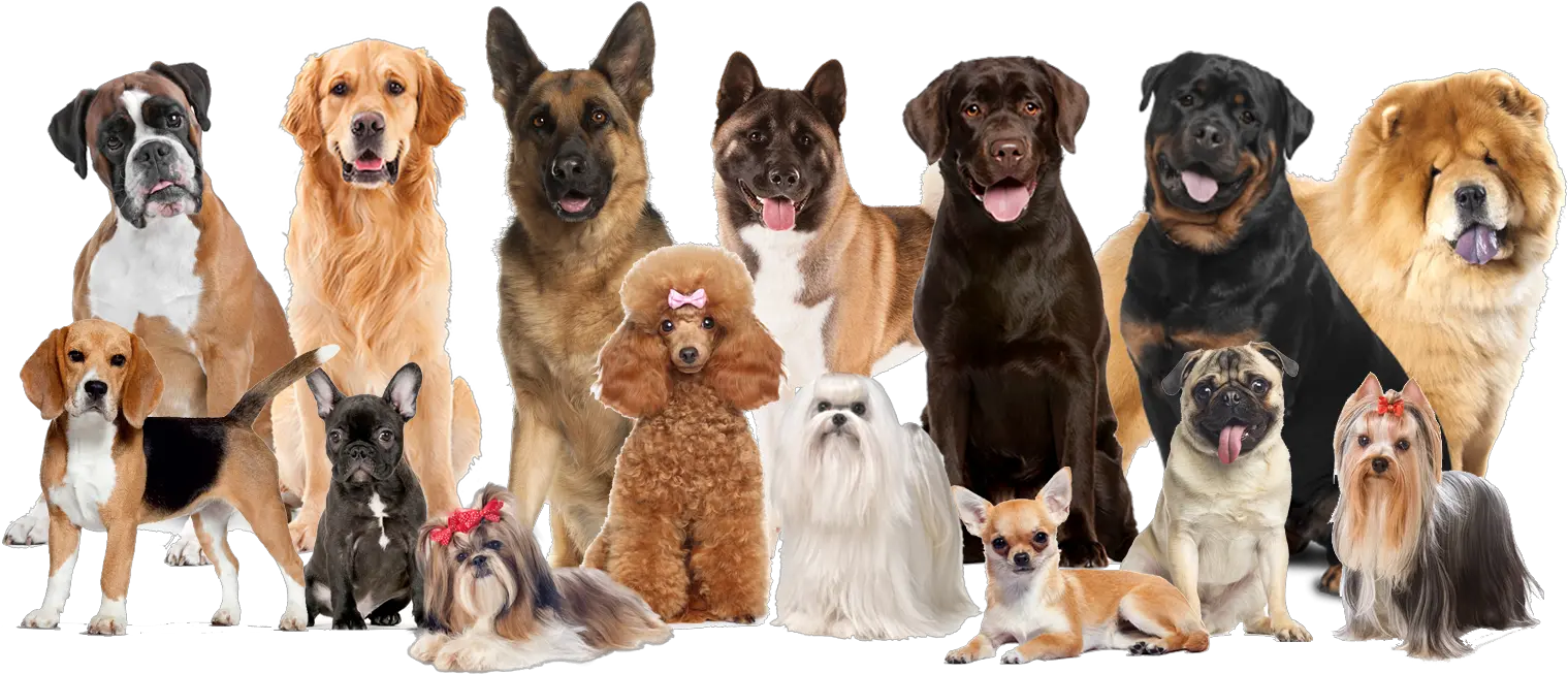  Iron Pet Grooming Salon U2013 Because Your Deserves It Dog Grooming Png Free Puppy Transparent Background