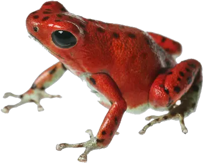  Poison Dart Frog Transparent Poison Dart Frog Png Frog Png