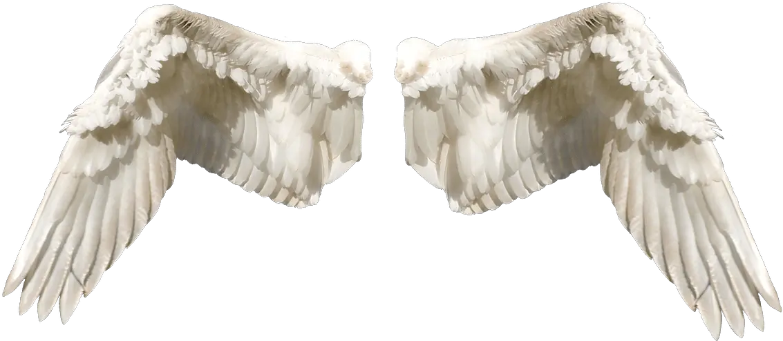  1000 Free Angel Wings U0026 Images Pixabay Sayap Peri Png Angle Wings Png