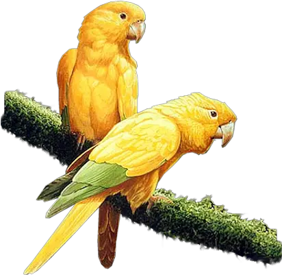  Index Of Bird Parrot Yellow Png Parrot Png