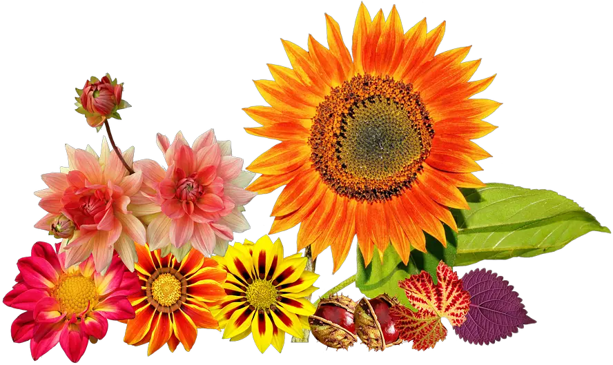  Autumn Sunflower Colours Fall Flowers Clip Art Png Fall Flowers Png